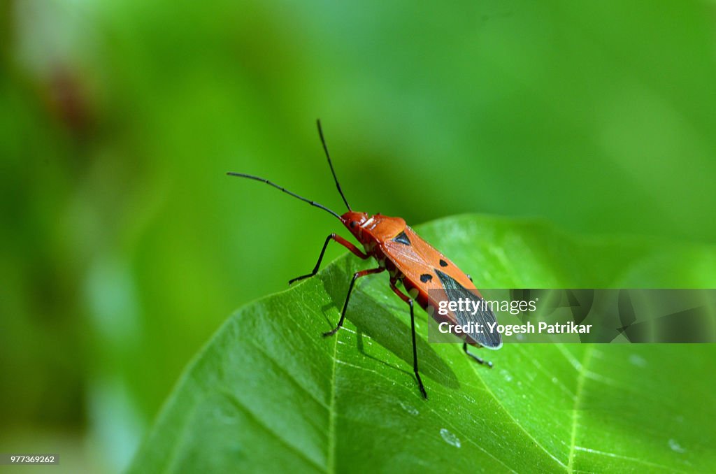 Red Cotton Bug