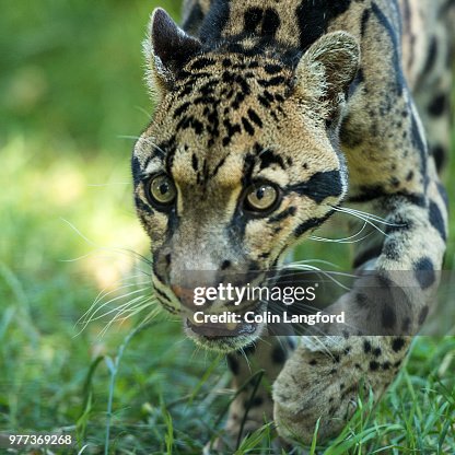 Clouded Leopard Clouded Leopard