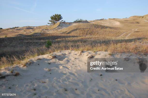 dead dunes in neringa, lithuania. unesco world heritage site - neringa fotografías e imágenes de stock