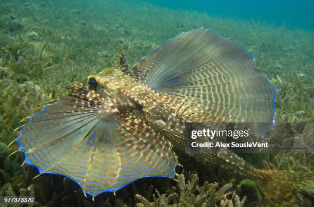 flying gurnard - pinna pettorale foto e immagini stock