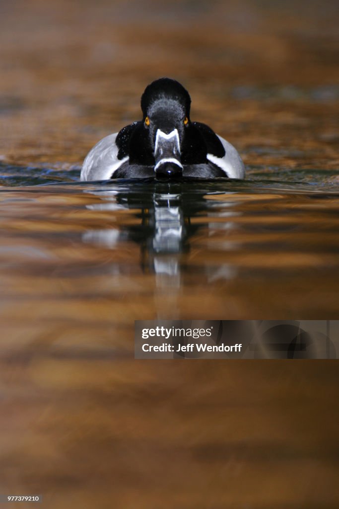 Swimming black duck