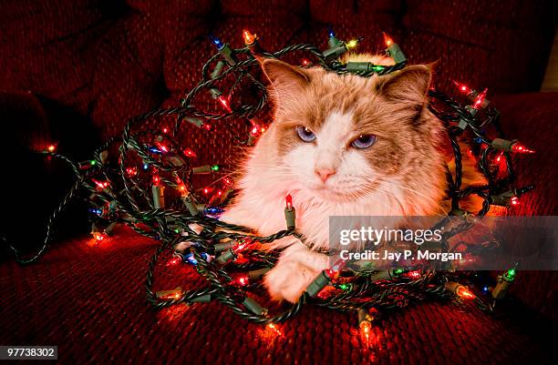 cat sitting on a ball of christmas lights. - tangled christmas lights stock-fotos und bilder