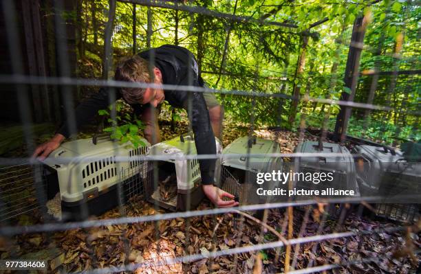May 2018, Germany, Weilrod: Joerg Beckmann, scientific curator of the Opel Zoo, opening a transport box with five wildcats in the transition...