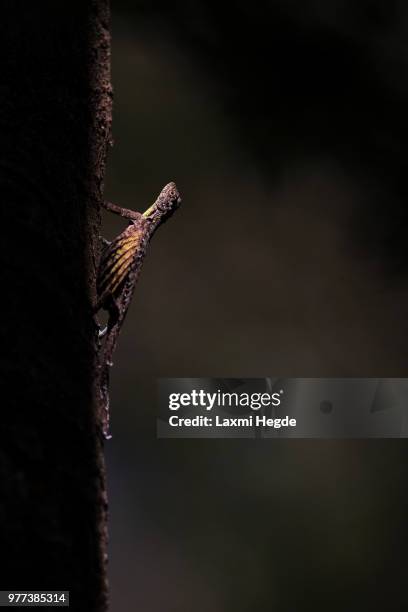 common gliding lizard (draco sumatranus) - draco stock pictures, royalty-free photos & images
