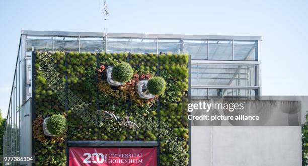 May 2018, Germany, Stuttgart: Uni Hohenheim's vertical hightech garden hanging from a building on the day of its dedication. The facade garden with...