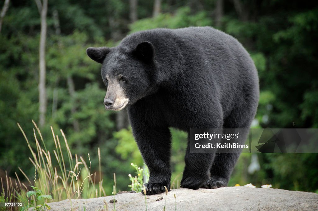 Black bear in the wilderness on a rock