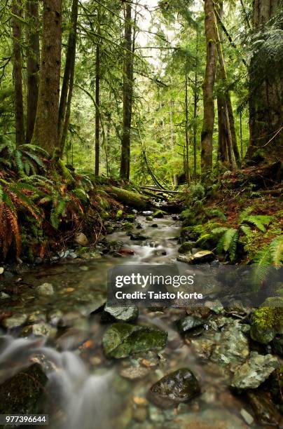 drove cathedral grove - korte imagens e fotografias de stock