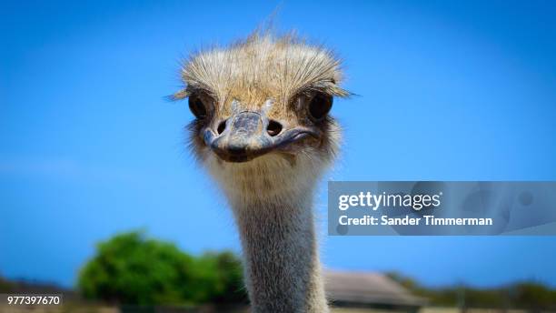 ostrich - sander de wilde stockfoto's en -beelden