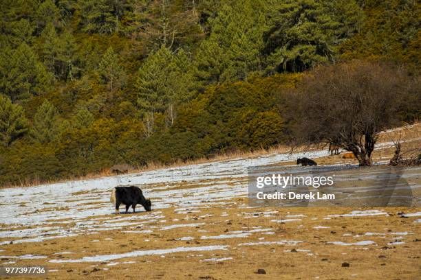 cows grazing in meadow in pudacuo national park, shangri-la county, yunnan province, china - shangri la county stock pictures, royalty-free photos & images