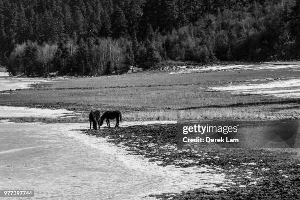 horses grazing in meadow in pudacuo national park, shangri-la county, yunnan province, china - shangri la county stock pictures, royalty-free photos & images