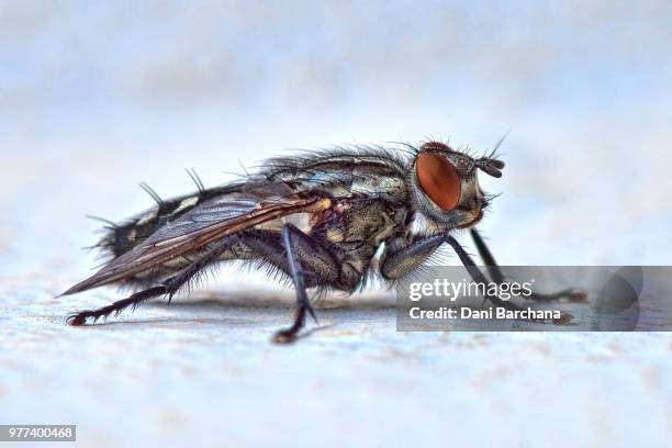 meat fly (sarcophaga spp.) - spp stock pictures, royalty-free photos & images