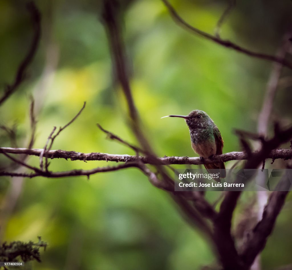 Hummingbird perching on tree
