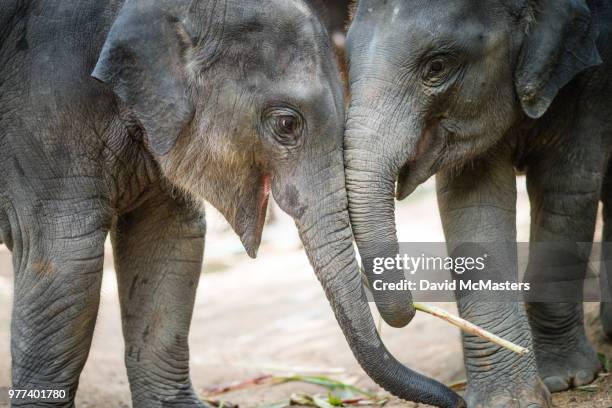 two young elephants playing together, chiang mai, thailand - asiatischer elefant stock-fotos und bilder