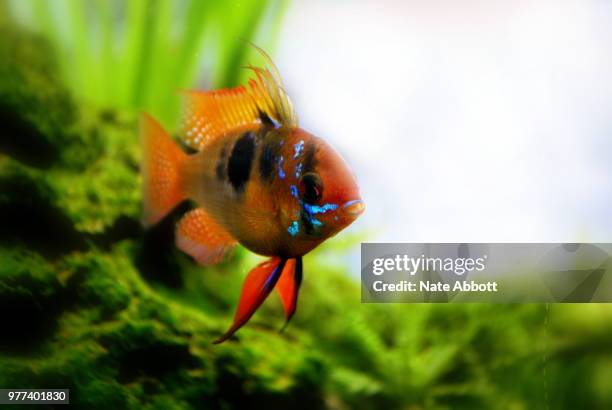 blue ram cichlid mikrogeophagus ramirezi - cichlid aquarium stock pictures, royalty-free photos & images