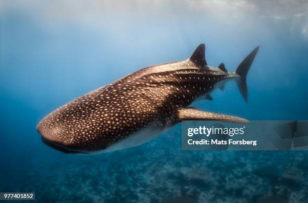 whale shark (rhincodon typus), maldives - whale shark 個照片及圖片檔