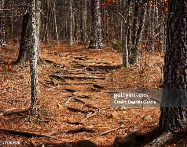 forest in autumn - low section bildbanksfoton och bilder