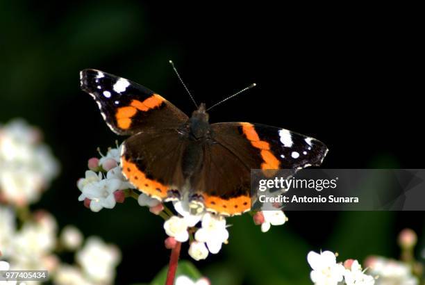 butterfly - mariposa numerada fotografías e imágenes de stock