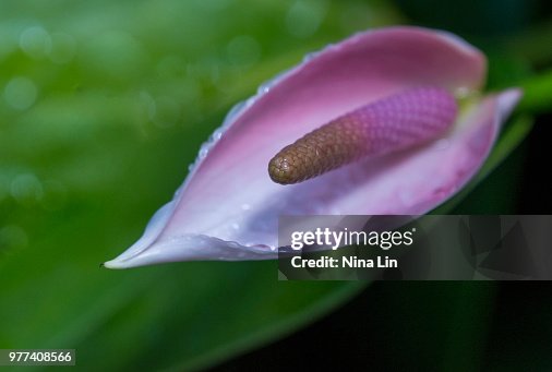 Anthurium Andraenum Anthurium Andraenum