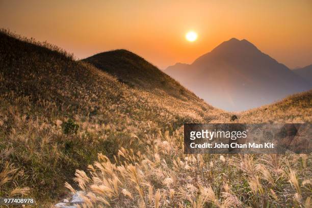 chinese silver grass (miscanthus sinensis) growing on hillsides at sunset, lantau island, hong kong - hong kong island bildbanksfoton och bilder