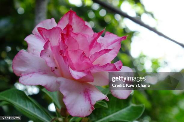 azalea flowers - chana stock-fotos und bilder