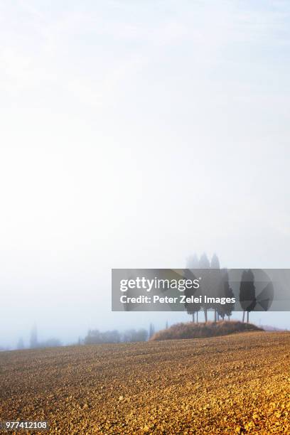 foggy morning in tuscany, italy - italian cypress fotografías e imágenes de stock