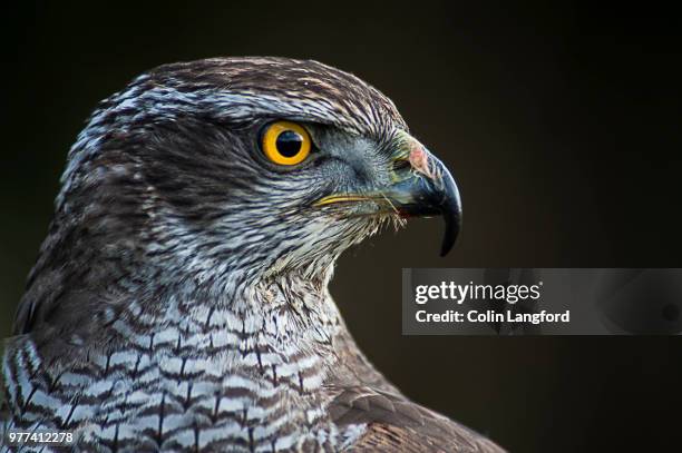 falcon - goshawk fotografías e imágenes de stock