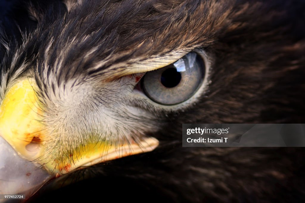 Harris's Hawk