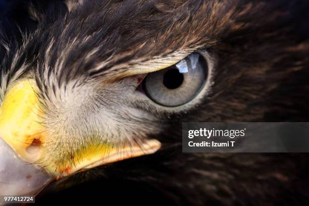 harris's hawk - hawks stock pictures, royalty-free photos & images