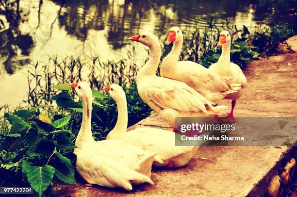 geese standing by river - neha sharma imagens e fotografias de stock