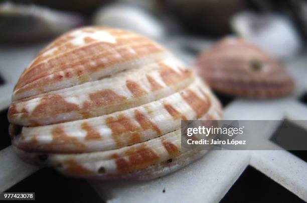 ostra - kaurie schelp stockfoto's en -beelden