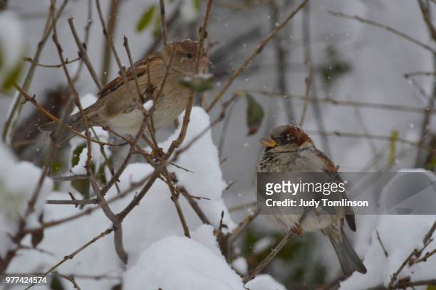 sparrows in the snow - judy winter fotografías e imágenes de stock