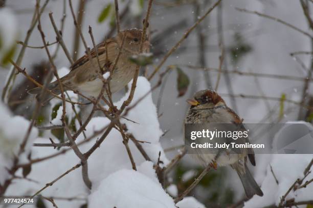 sparrows in the snow - judy winter photos et images de collection