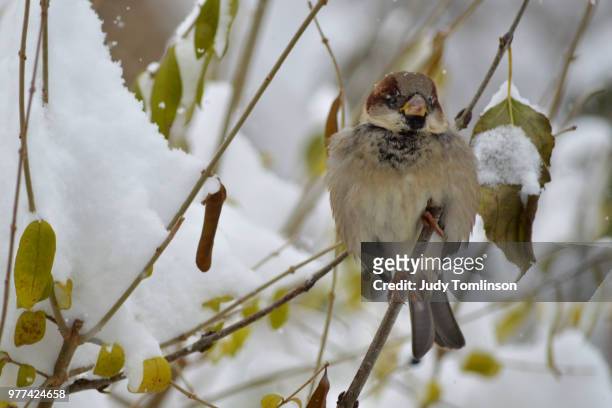 sparrow on a snowy day - judy winter stock-fotos und bilder
