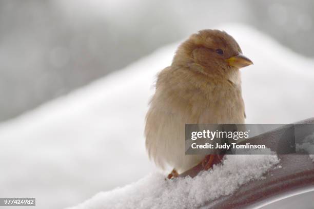 wee sparrow - judy winter fotografías e imágenes de stock