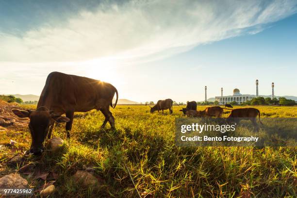 a cow in the field with central mosque of songkhla - hat yai stock pictures, royalty-free photos & images