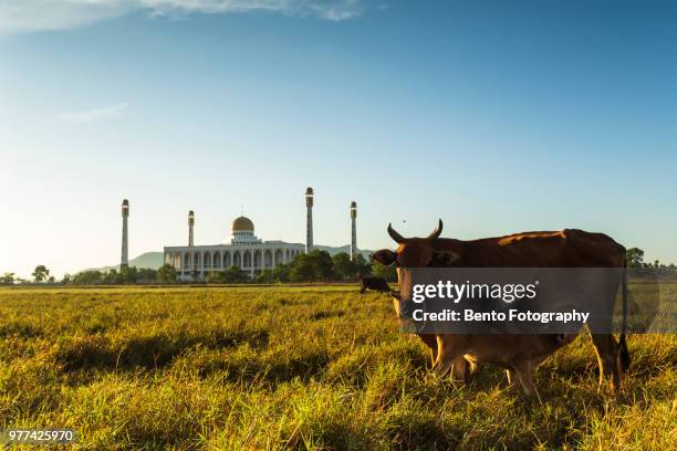 a cow in the field with central mosque of songkhla - hat yai stock pictures, royalty-free photos & images