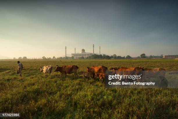 a cow in the field with central mosque of songkhla - hat yai stock pictures, royalty-free photos & images