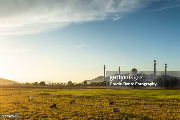 a cow in the field with central mosque of songkhla - hat yai bildbanksfoton och bilder