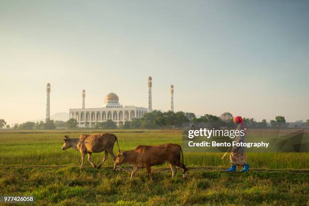 a cow in the field with central mosque of songkhla - hat yai stock pictures, royalty-free photos & images