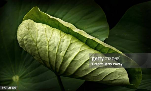 close up view of closed leaf - leaf close up stock pictures, royalty-free photos & images