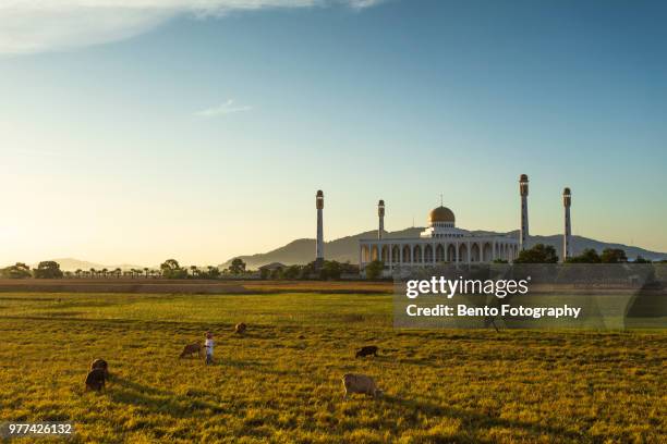 a cow in the field with central mosque of songkhla - hat yai stock pictures, royalty-free photos & images