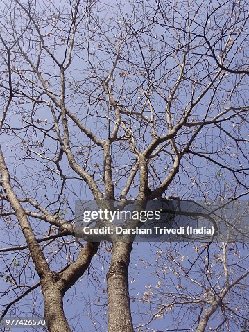 Tree WEB ! Tree WEB !