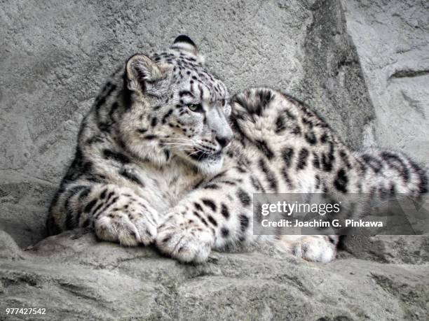 uncia uncia - snow leopard print stock pictures, royalty-free photos & images