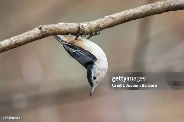 white-breasted nuthatch (sitta carolinensis) bird hanging upside down on branch, radford, virginia, usa - sitta stock-fotos und bilder