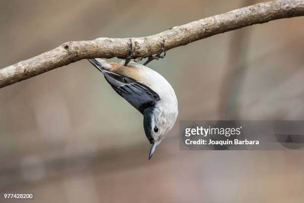 white-breasted nuthatch (sitta carolinensis) bird hanging upside down on branch, radford, virginia, usa - sitta stockfoto's en -beelden