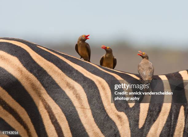 three oxpeckers - kruger national park stockfoto's en -beelden