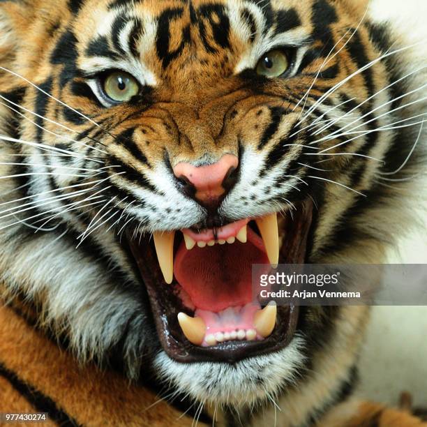 bengal tiger snarling - tiger photos et images de collection