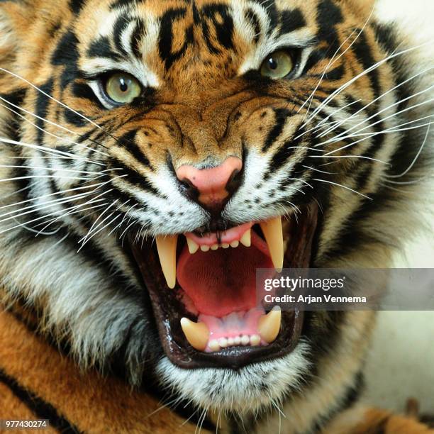 bengal tiger snarling - tiger foto e immagini stock