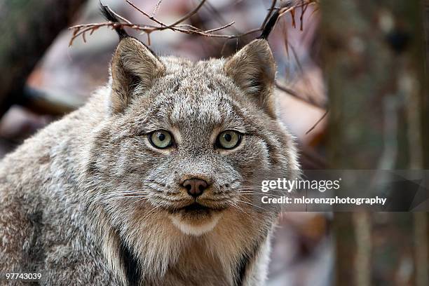 curious carnivore - canadian lynx fotografías e imágenes de stock