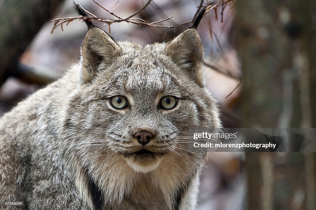 Curious Carnivore